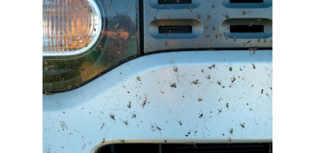 Jak skutecznie usunąć owady z powierzchni samochodu?